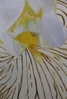 /album/fotogalerij/iriswit-jpg/