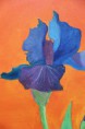iris blauw/oranje